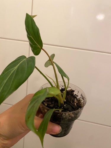Philodendron gloriosum