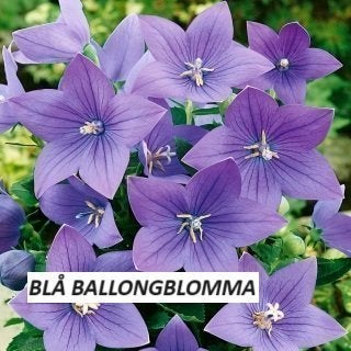 Blå Ballongblomma 80 frön