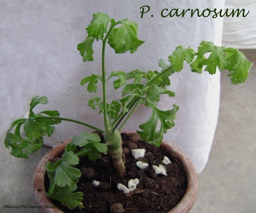 P. carnosum, P. vitifolium, och P. australe. 5 st fröer av varje art