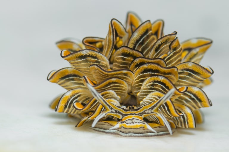 www.tradera.com
