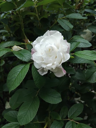 Lucinda-73