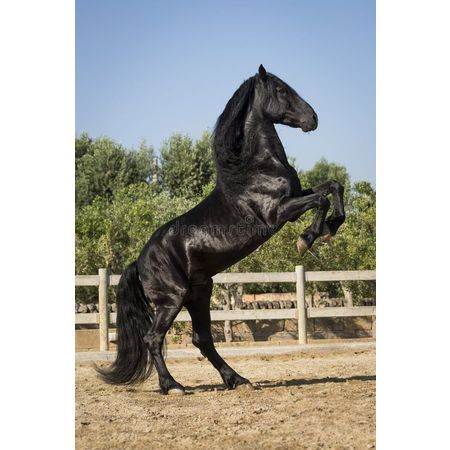Maarouf