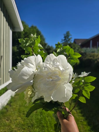 Burjuno