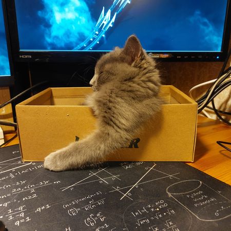 CrazyCatman