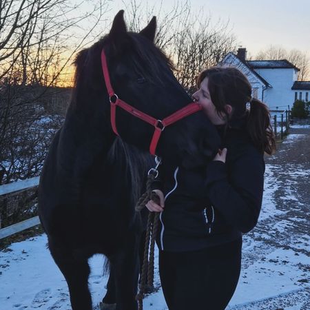 SteffisHorse