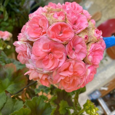 Pelargonia32