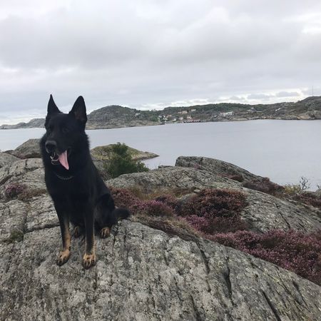 Allt_möjligt_till_salu