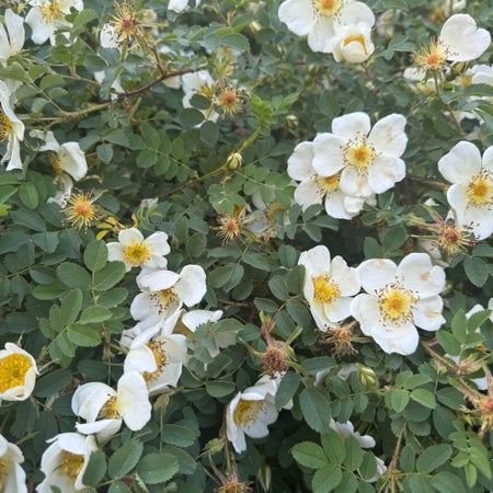 Lisaeleonora