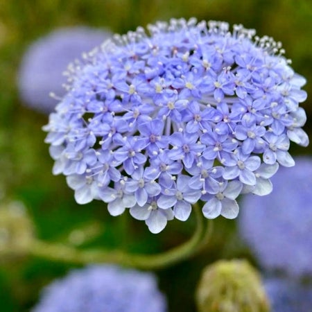 Spetsblomma1