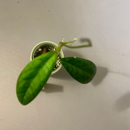 Onlyplants