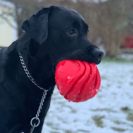 labradoren
