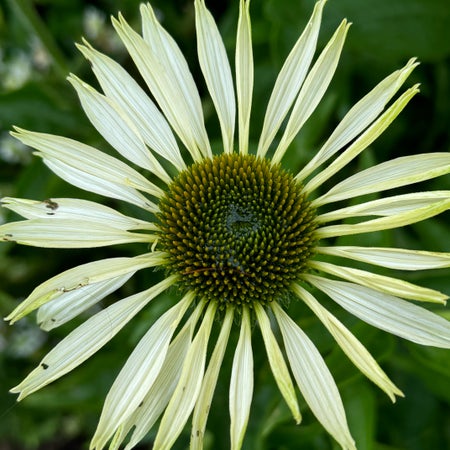 Blomfroet