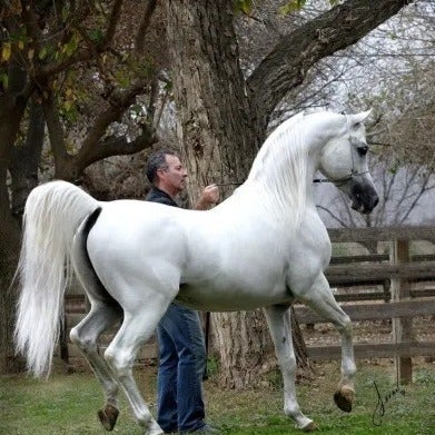 bluehorse