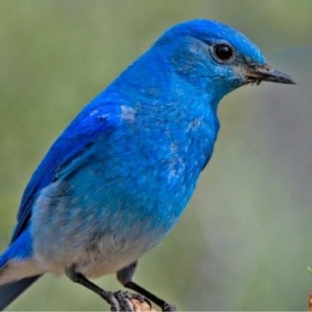 Cobalt_64
