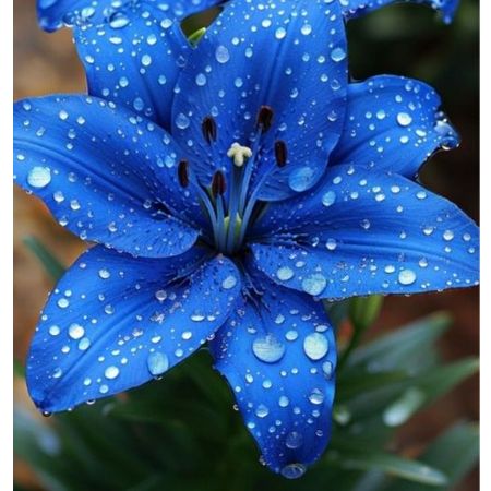 WaterTulip