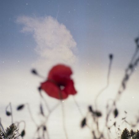 portra_800