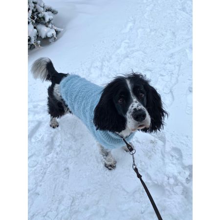 Wampyr