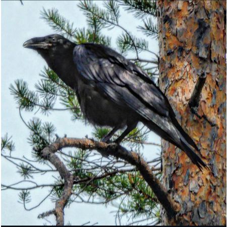 Mountainraven