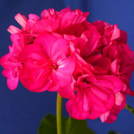 Blomsterbönasgröna