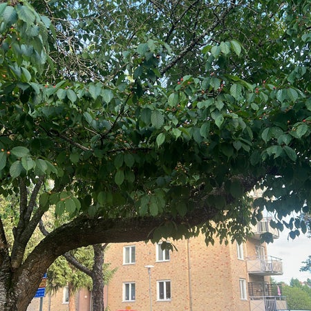 bright_anar