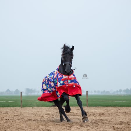 LocksHorseFashion