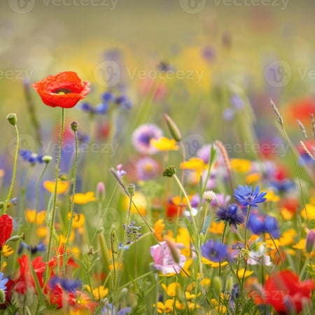 WildflowerBeautiful