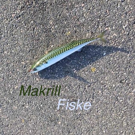 MakrillFiske
