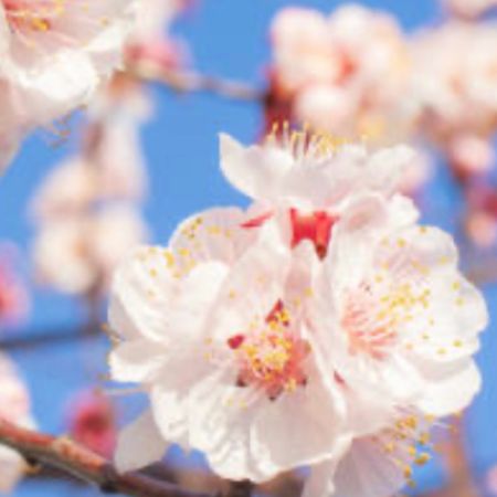 Aprikosblomma