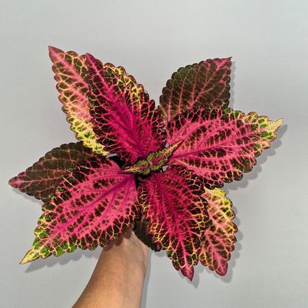 Plantsmom