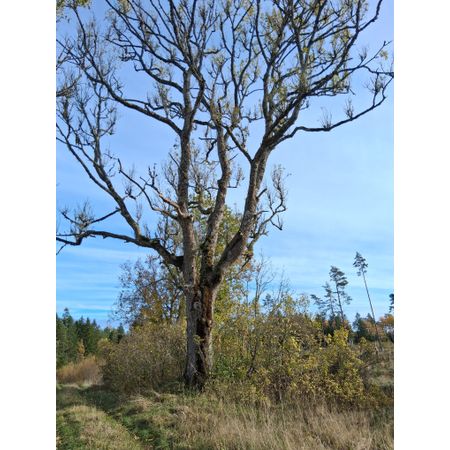 Ponderosa88