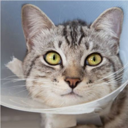 kattitratt