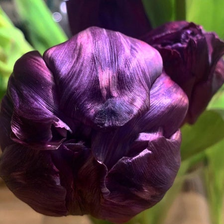 Seaflower76