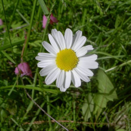 Arabella06
