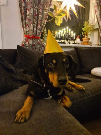 Skogsnörd