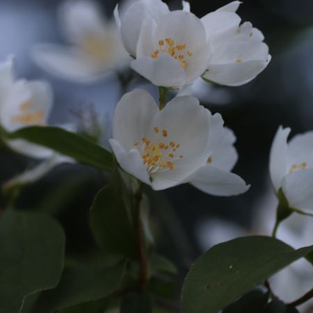 sprättis