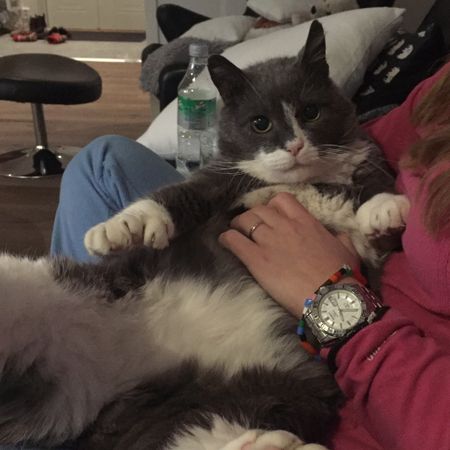 KattenSmygis