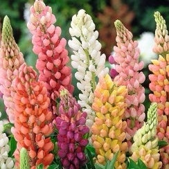 Blomsterbris25
