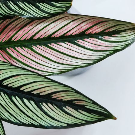 Plantiacs