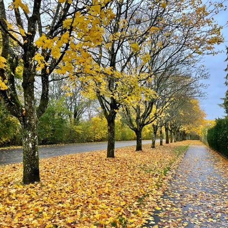 Erikdenandre