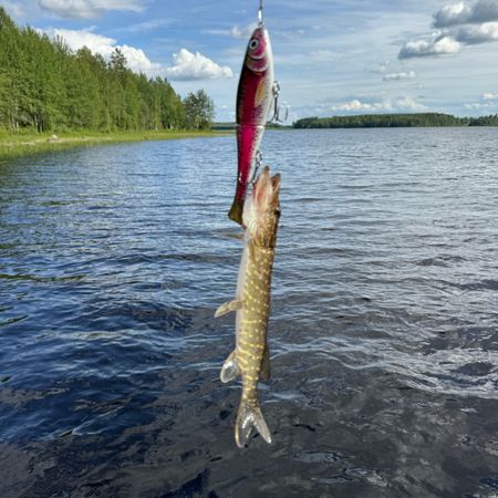 Bottennappigen