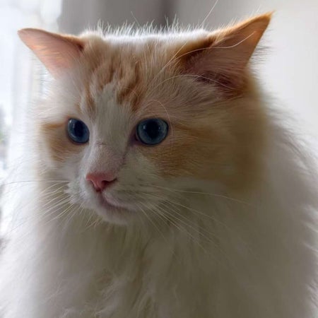 LiluEma