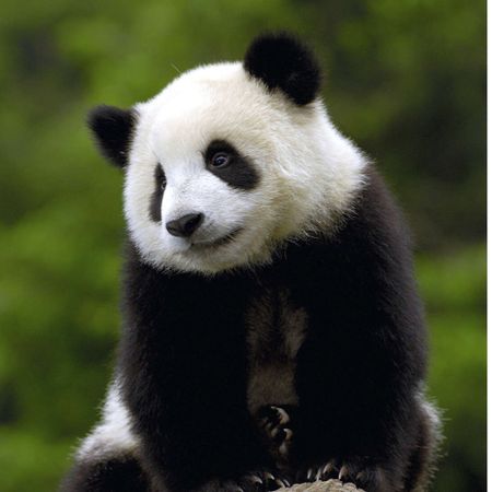 Panda300