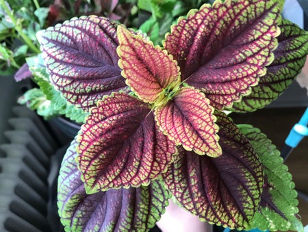 Karins_Plantor