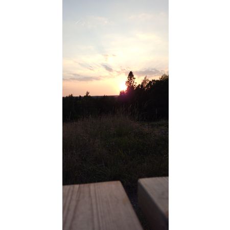 Elleblom