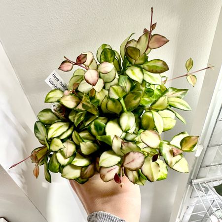NoniPlants