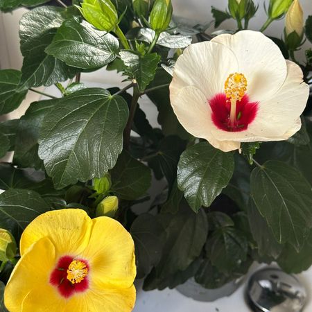 Nobilitas