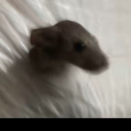 KungNilz