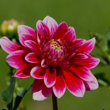 Anneh