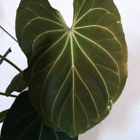 Botanicat