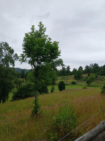 Solrosen07
